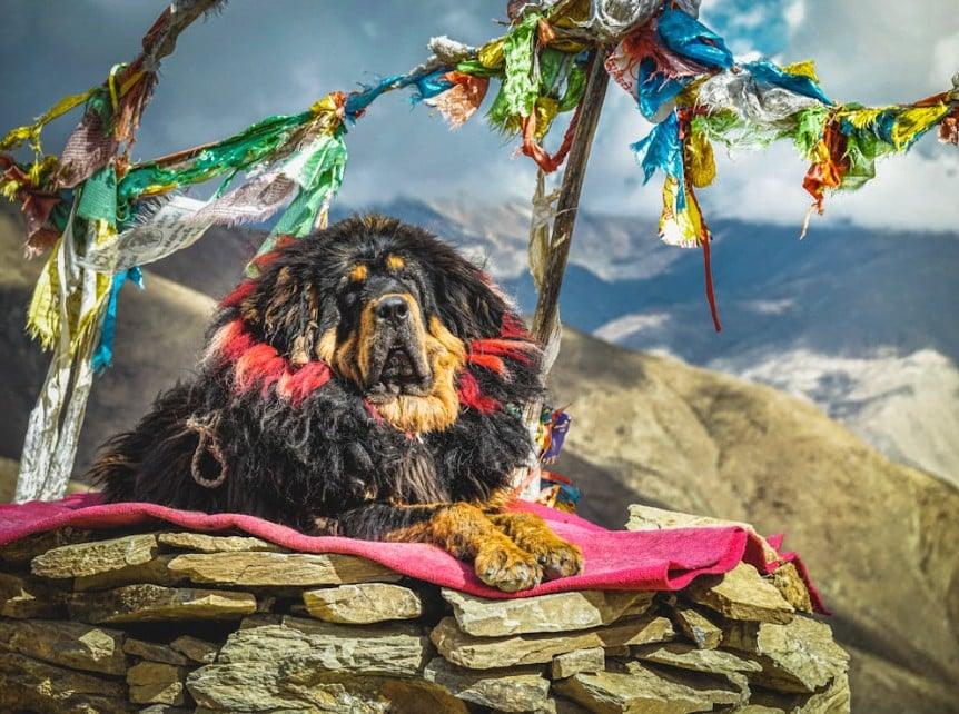 raças de cachorros mais caras