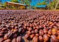Como o Brasil escalou o pódio dos maiores mercados de café