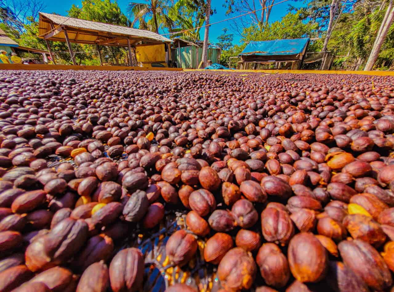 Como o Brasil escalou o pódio dos maiores mercados de café