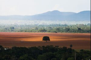desmatamento cerrado