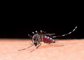 Epidemia de dengue terá impacto de R$ 20 bi na economia, diz estudo