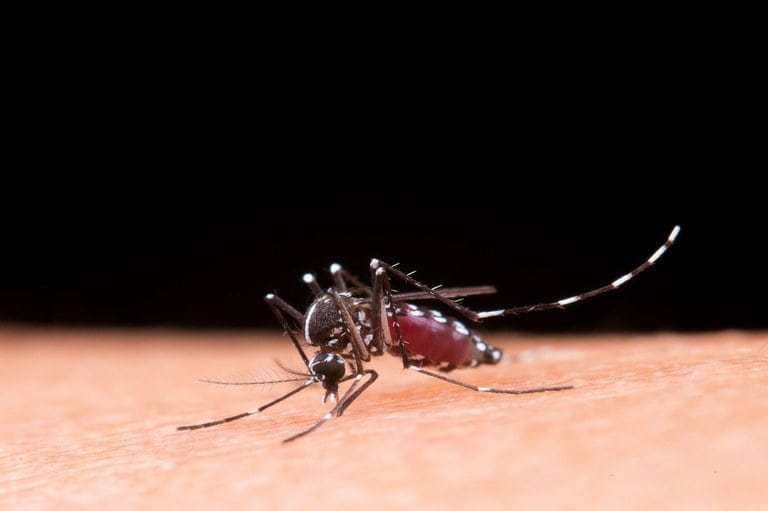 Epidemia de dengue terá impacto de R$ 20 bi na economia, diz estudo
