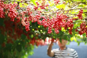 Excesso de vinho força agricultores a mudarem de ramo produção