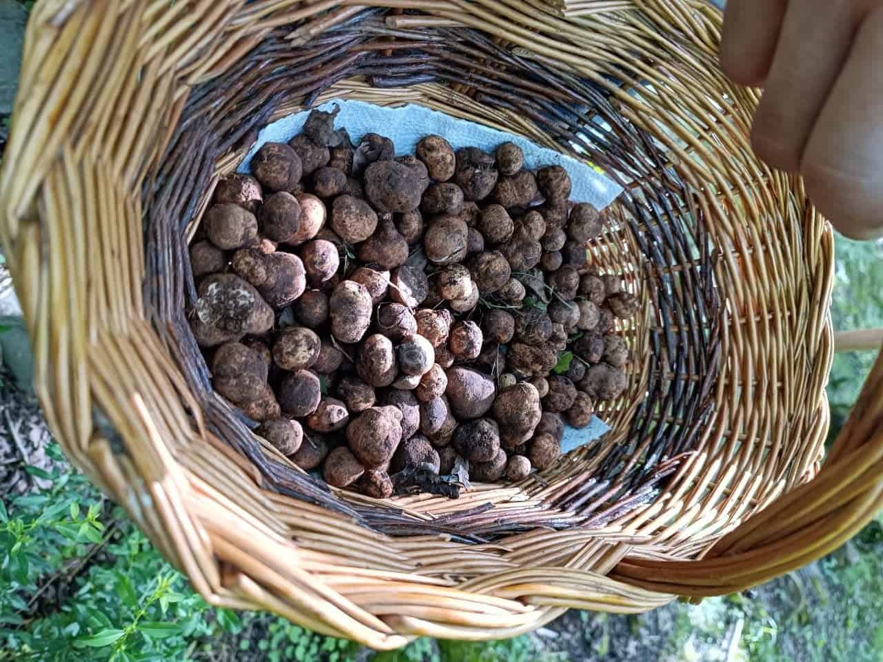 Cultivo valioso: trufas trazem fortuna ao campo brasileiro