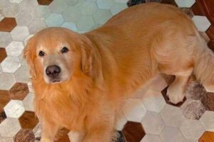 Aéreas avaliam rastreio de pets em voos após caso Joca