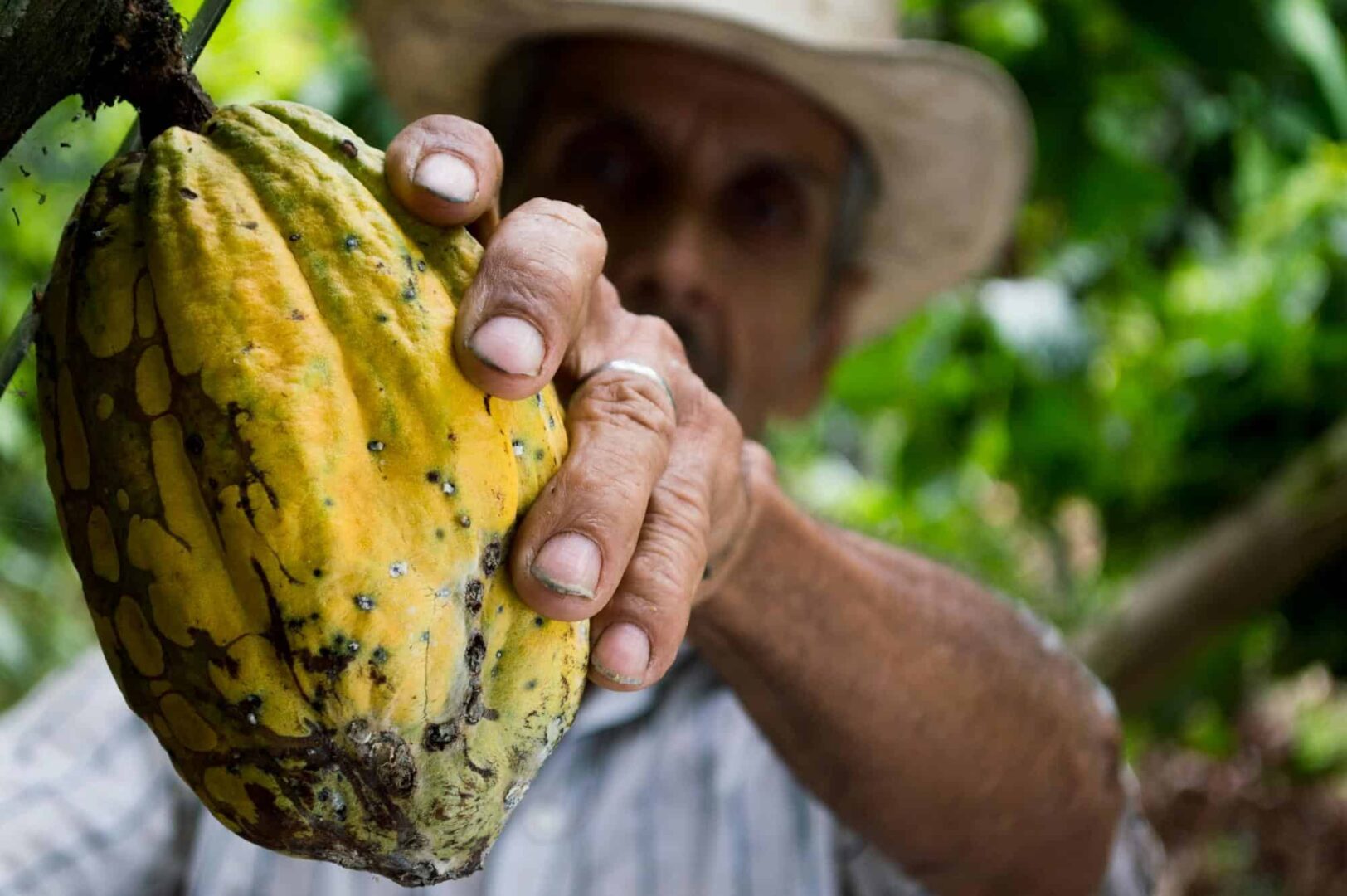 Impacto dos preços do cacau na economia brasileira.