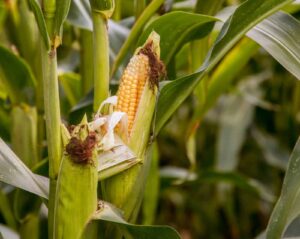 Mercado de milho sofre queda. (Foto: Katherine Volkovski/Unsplash)