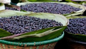 Amazônia gera R$ 24,4 bilhões com alimentos típicos