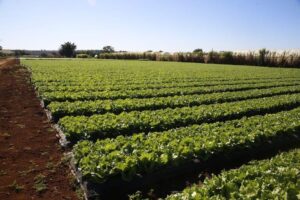 Setor agro busca executivos com remunerações de até R$ 50 mil