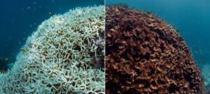 Os corais estão perdendo cor: o que isso significa para o mundo?