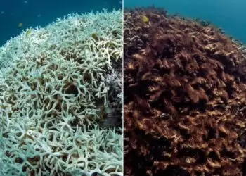 Os corais estão perdendo cor: o que isso significa para o mundo?