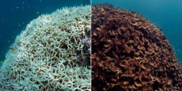 Os corais estão perdendo cor: o que isso significa para o mundo?
