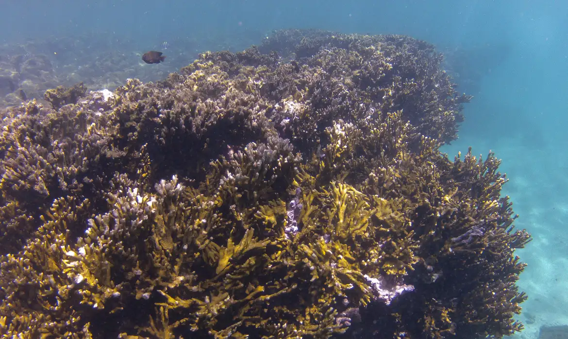 BNDES anuncia fundo de R$ 60 milhões para proteção de corais
