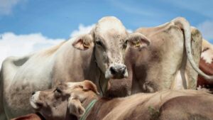 Queda na importação chinesa afeta setor de carne no Brasil