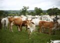 chineses dispostos a pagar mais por carne sustentável livre de desmatamento