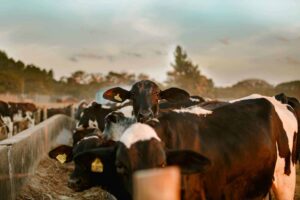 Agronegócio - Bois - Gripe Aviária - Rio Grande do Sul - Estados Unidos - EUA