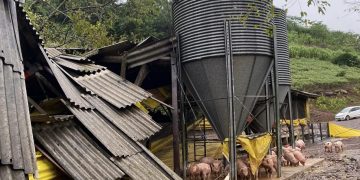 Em Tupandi/RS, uma granja teve sua estrutura comprometida e registrou a morte de animais depois de ser atingida pela enchente. (Imagem: Prefeitura de Tupandi/RS) - Aves - Suínos