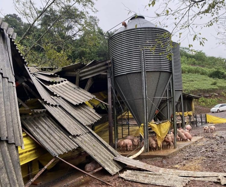 Em Tupandi/RS, uma granja teve sua estrutura comprometida e registrou a morte de animais depois de ser atingida pela enchente. (Imagem: Prefeitura de Tupandi/RS) - Aves - Suínos