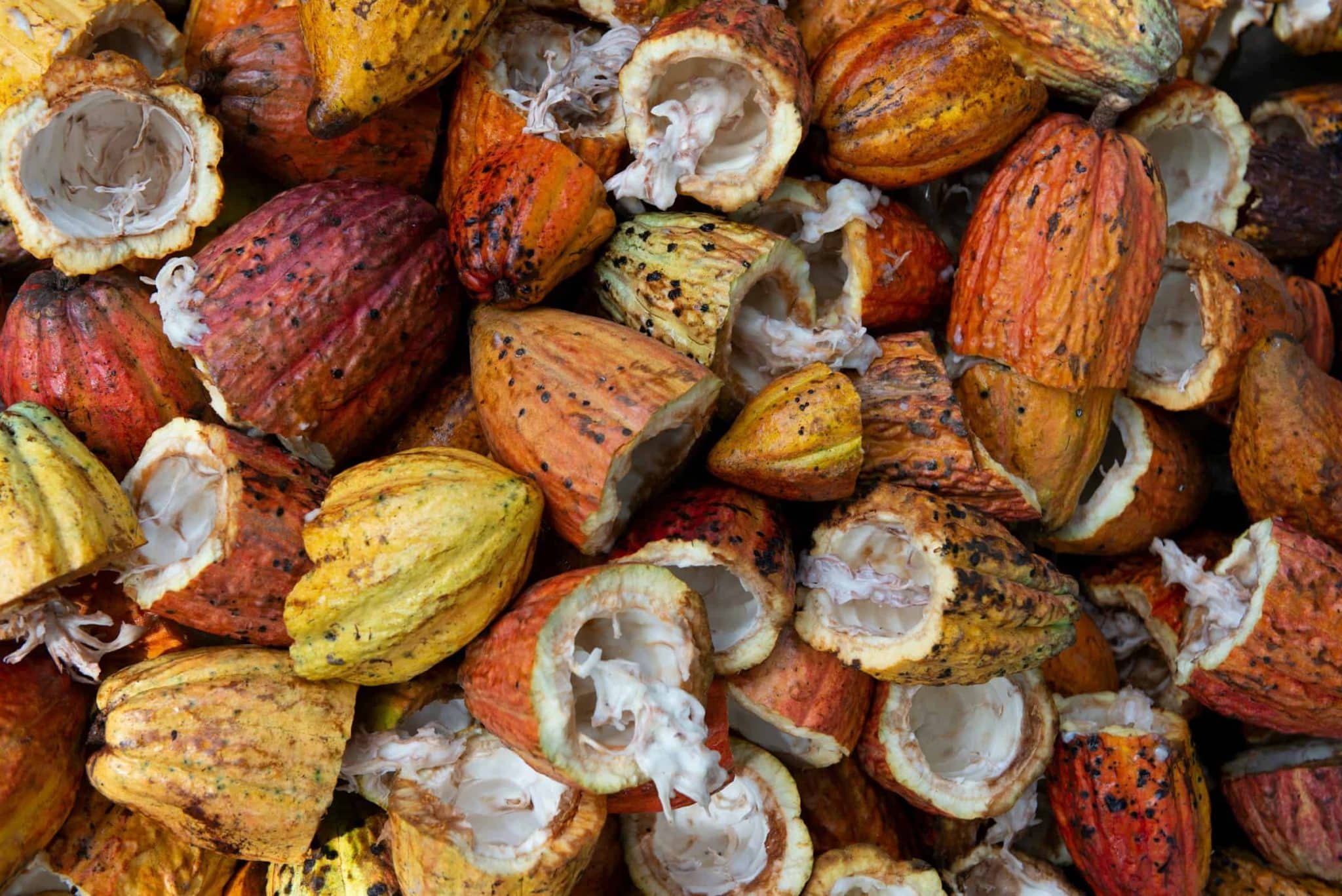 Investimento em cacau sustentável em Rondônia. (Foto: Rodrigo Flores/Unsplash)