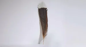 Pena