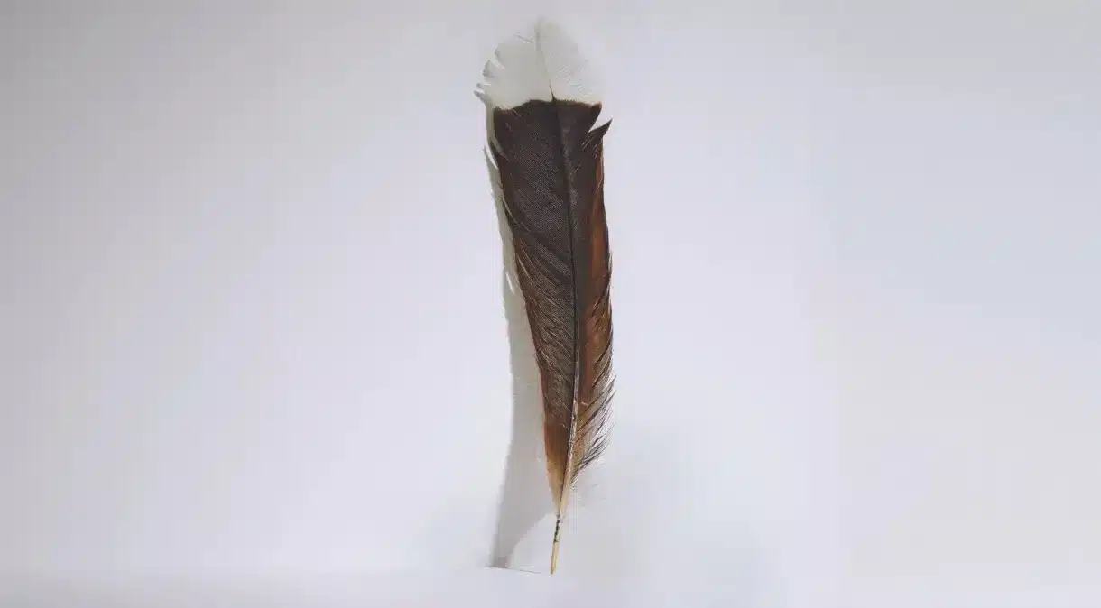 Pena