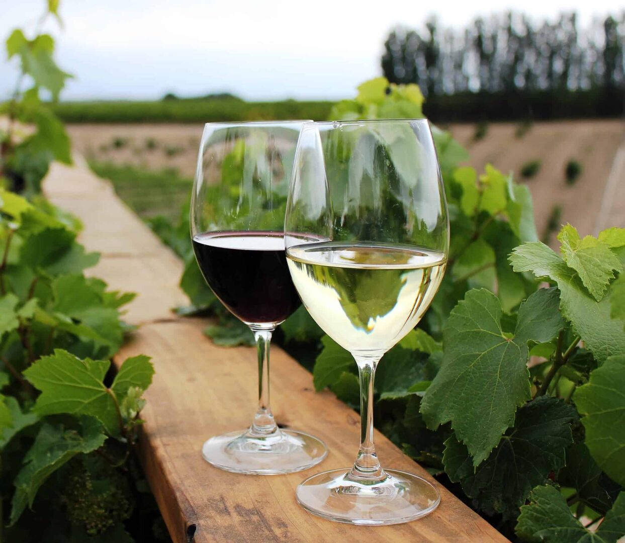 Vinhos de Portugal. (Imagem: Fhynek/Wikimedia Commons)