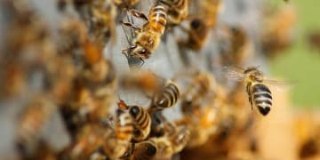 Inundações ameaçam abelhas e domínio do mel no RS
