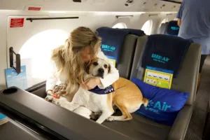 Conheça a companhia aérea onde cães voam de primeira classe