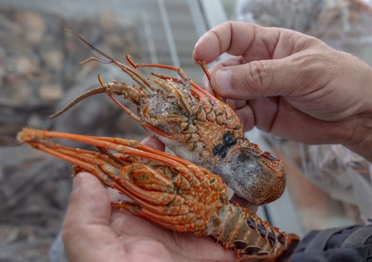 Temporada de pesca de lagostas ganha novas regras