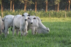 JBS injeta R$ 10 milhões em pecuária regenerativa na Amazônia