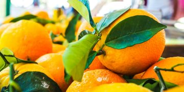 Brasil terá pior safra de laranja em 36 anos, prevê relatório