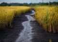 Após chuvas, Haddad quer diversificar cultivo de arroz nos estados