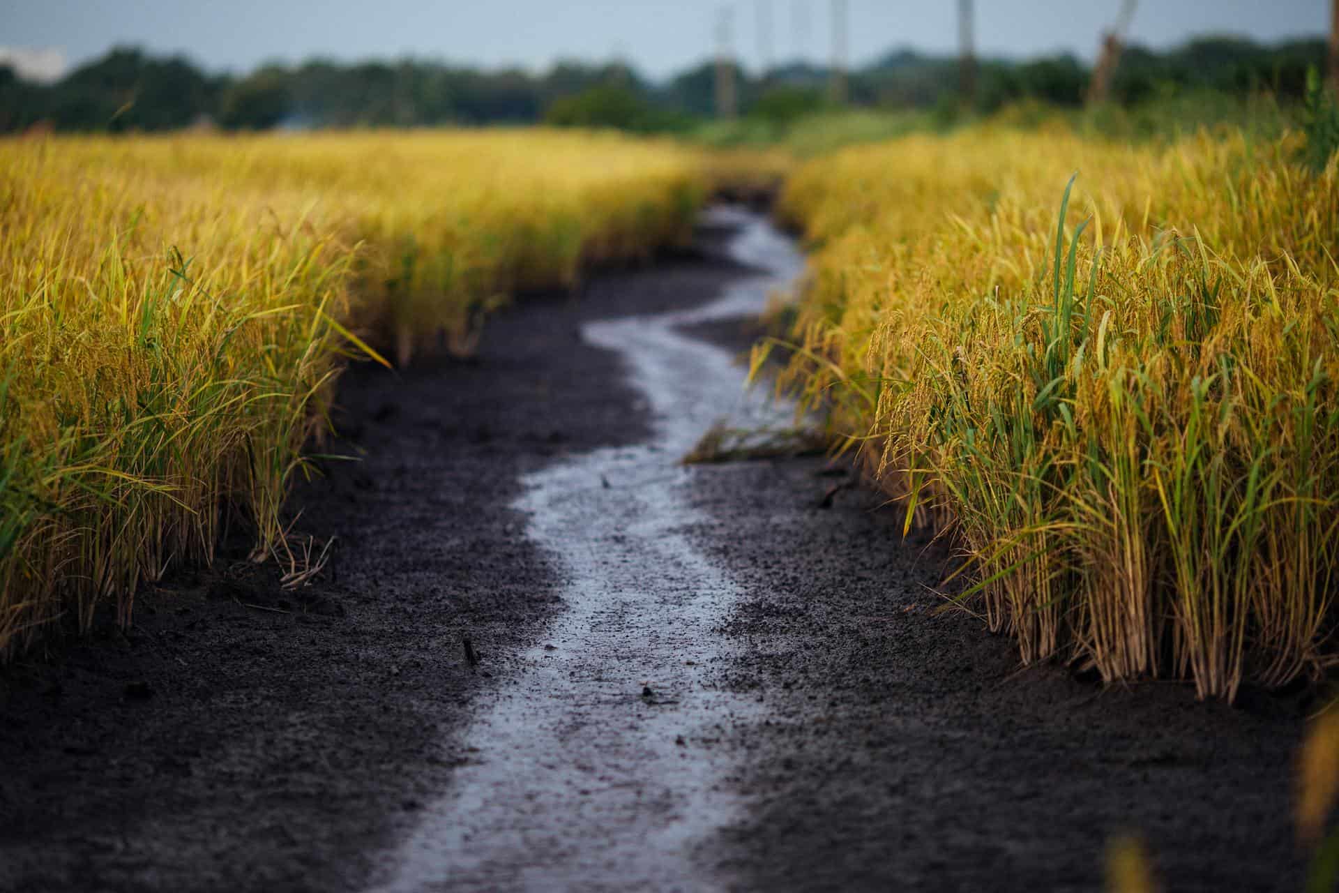 Após chuvas, Haddad quer diversificar cultivo de arroz nos estados