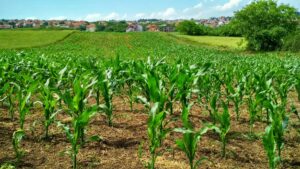Expansão e segurança: Plano Safra 24/25 aumenta financiamento agrícola