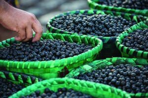 Amapá irá exportar 10 toneladas de açaí em pó para os EUA