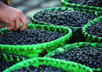 Amapá irá exportar 10 toneladas de açaí em pó para os EUA