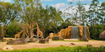 Beto Carrero World encerra zoológico após três décadas