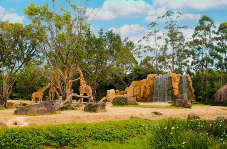Beto Carrero World encerra zoológico após três décadas
