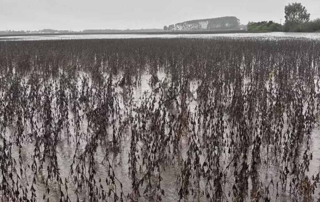 Câmara aprova anistia para dívidas de produtores rurais no RS