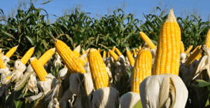 Conheça as cinco principais culturas agrícolas do Brasil