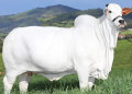 Vacas mais caras do Brasil