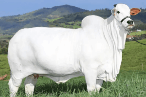Vacas mais caras do Brasil