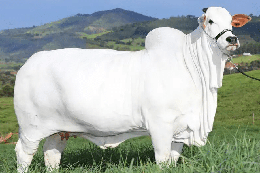Vacas mais caras do Brasil