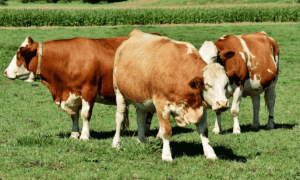 Agronegócio - Carne bovina