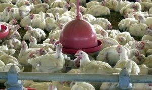 Brasil - exportação - carne aves - frango