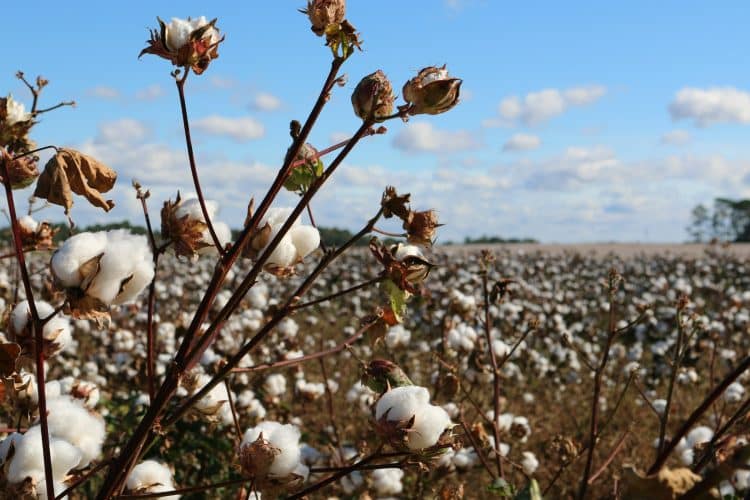 Brasil maior exportador de algodão do mundo