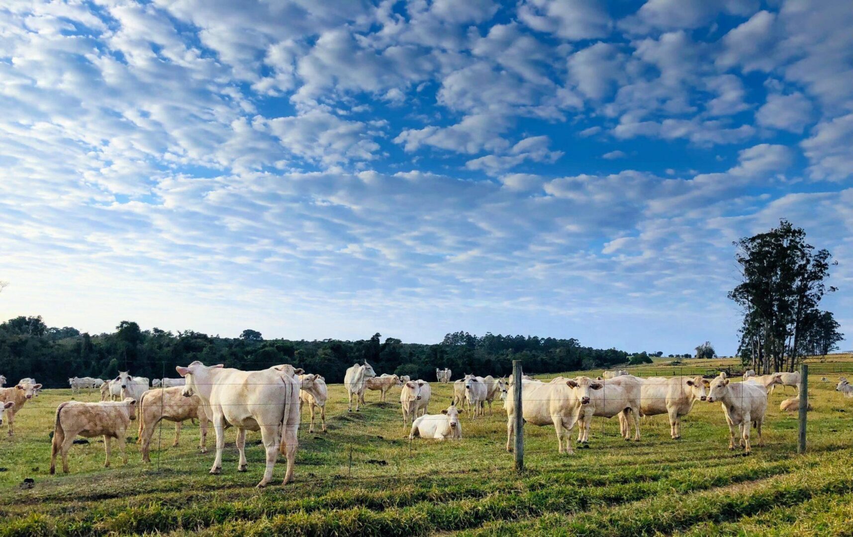 Entenda a investigação da Embrapa com o sistema ILPF. (Foto: Cristiane V. P. Fragalle/Banco de Imagens Embrapa)