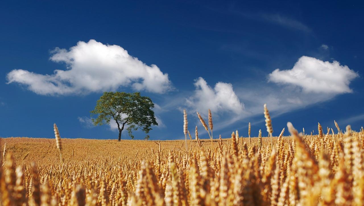 Agronegócio - Tocantins - Goiás - Cereal - Cereais