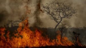 BNDES libera recursos do Fundo Amazônia para combate às queimadas nos estados da região norte do país