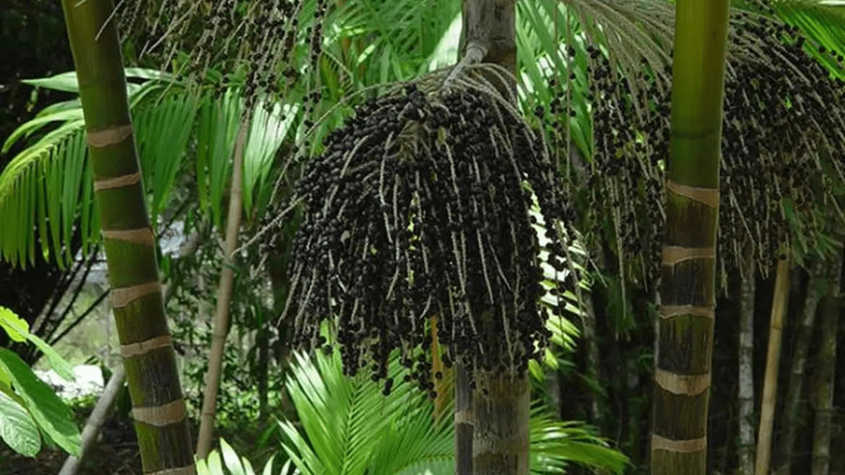 Produção florestal - Açaí